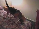 Relish checks out the hotel room