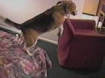 Relish shows his "agility ability"